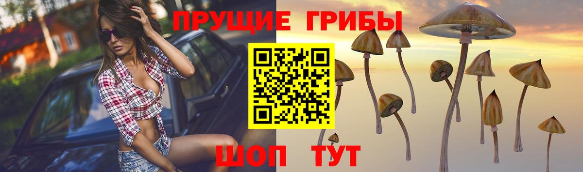 Черняховск  Галлюциногенные грибы MAGIC MUSHROOMS  наркошоп  Вход с VPN 